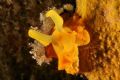 Tylodina perversa